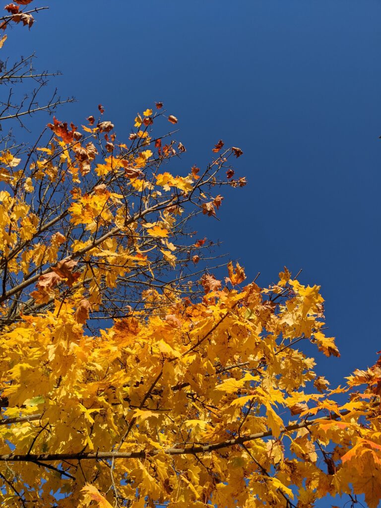 Herbst: Vivaldi